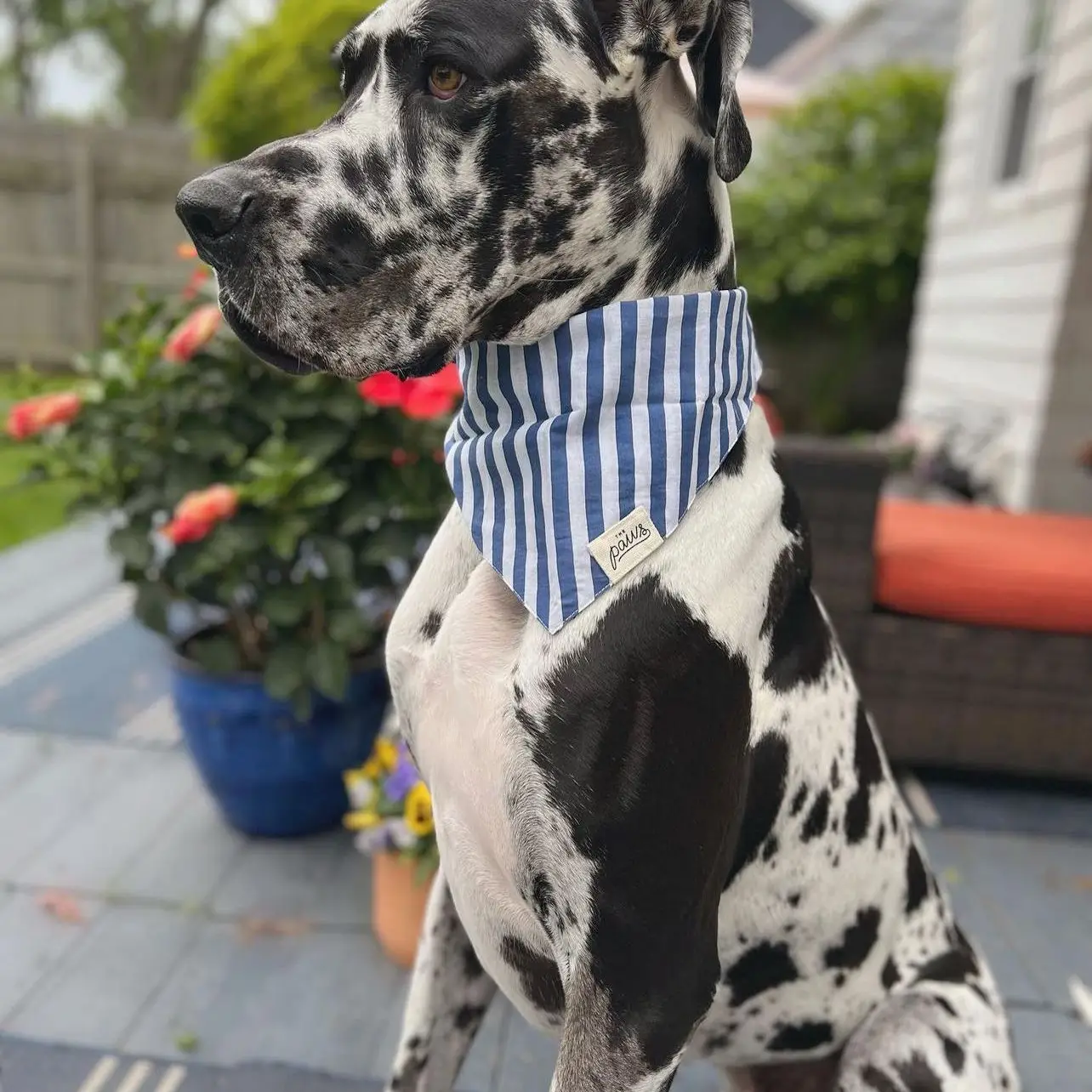 BandanaHarbourDog2.png