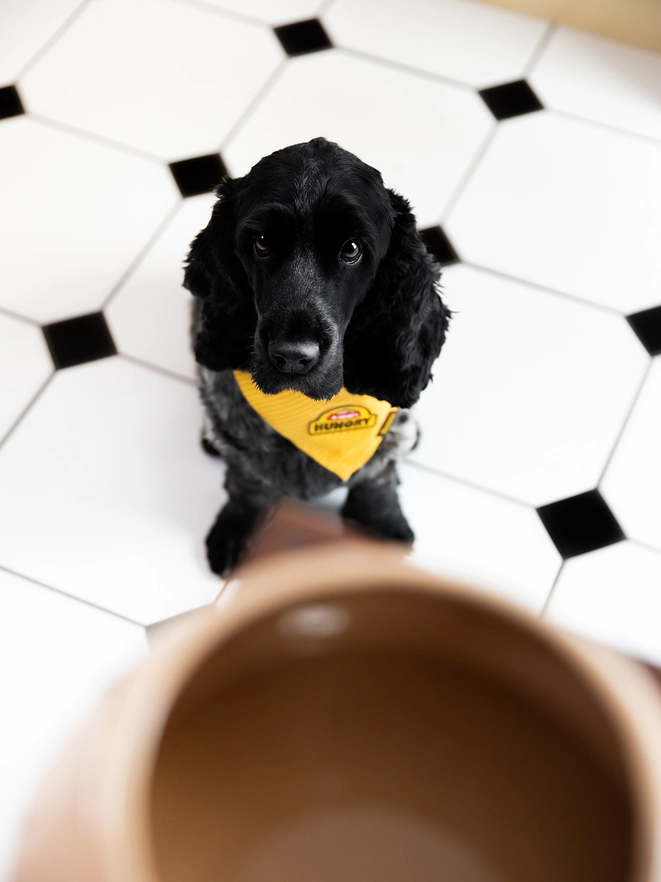 Badge thermocollant pour chien "Always hungry"-Patch et badges-Scoot's Honor-Muzon