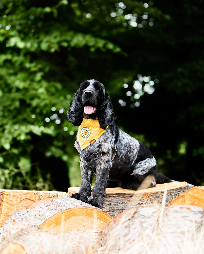 Badge thermocollant pour chien "Nature entousiast"-Patch et badges-Scoot's Honor-Muzon