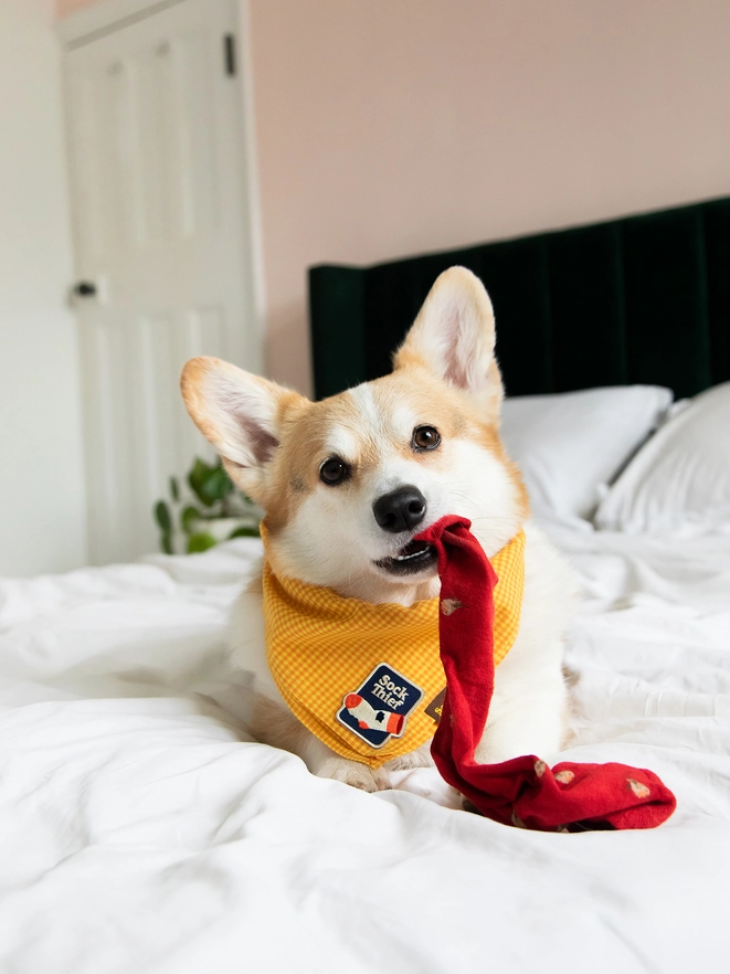 Badge thermocollant pour chien "Sock thief"-Patch et badges-Scoot's Honor-Muzon