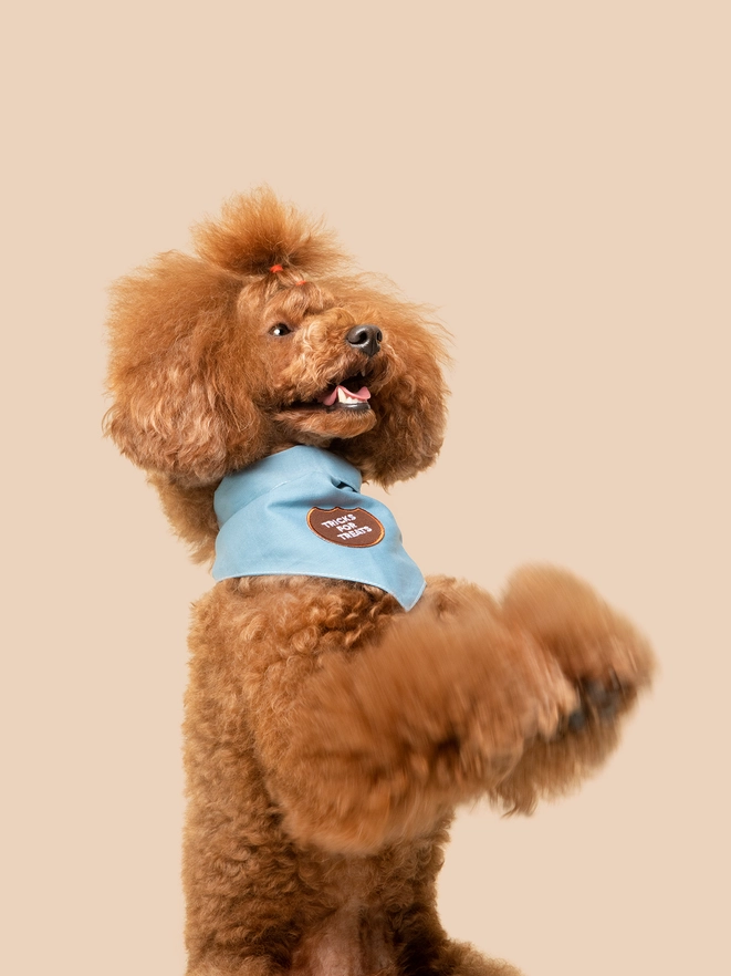 Badge thermocollant pour chien "Tricks for treats"-Patch et badges-Scoot's Honor-Muzon