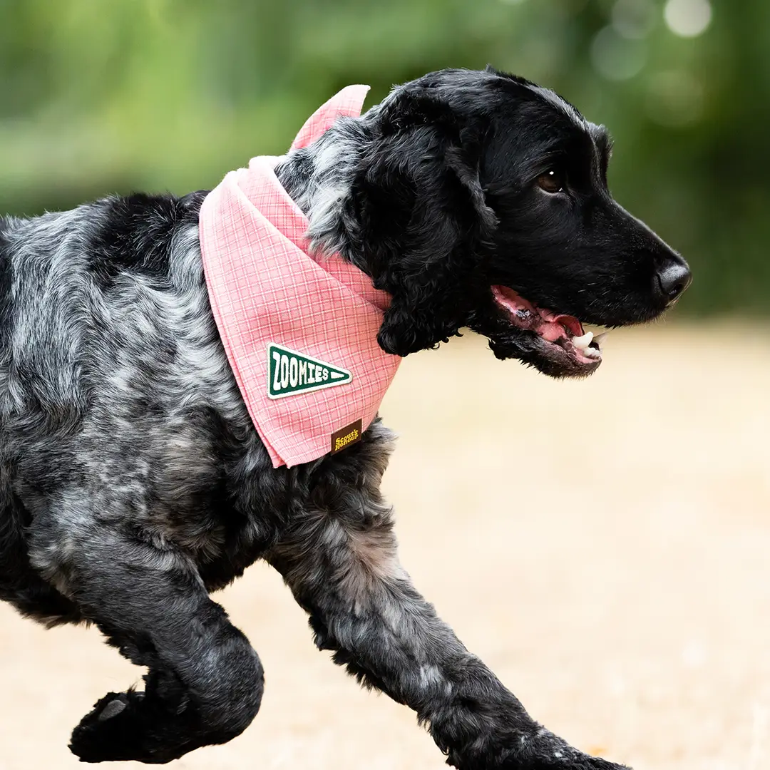 Badge thermocollant pour chien "Zoomies"-Patch et badges-Scoot's Honor-Muzon