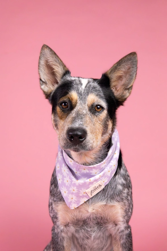 Bandana The Paws pour chien - Fleurs blanches sur fond Violet