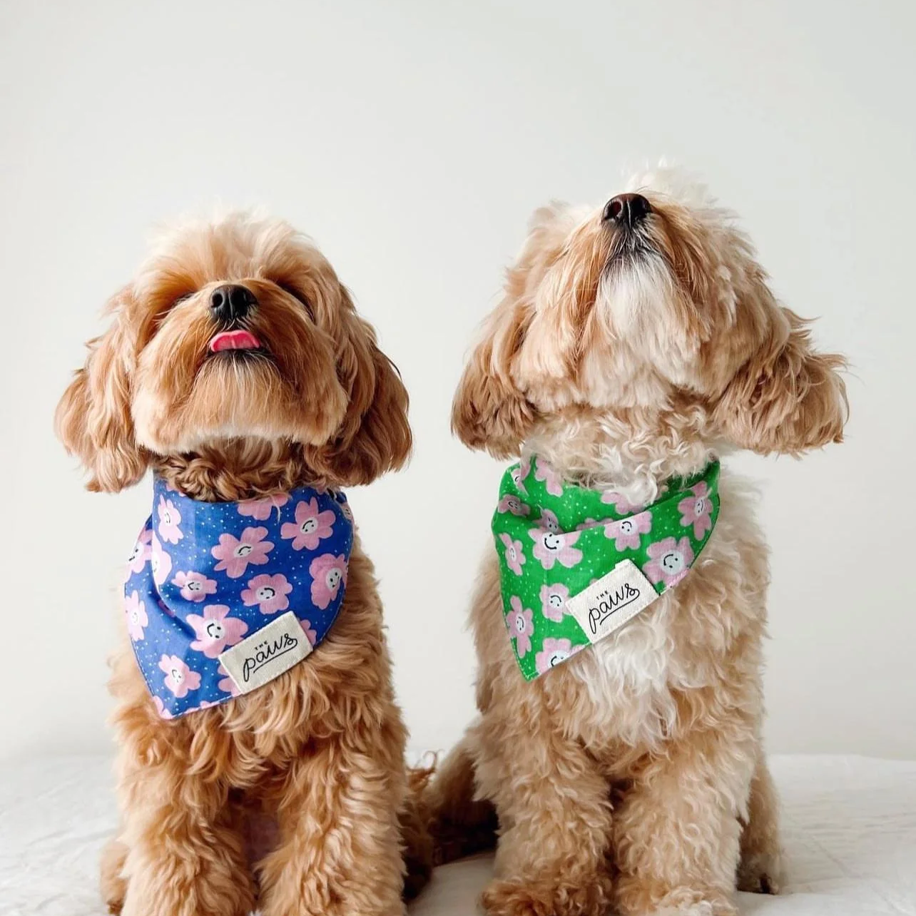Bandana pour chien - Motifs Fleurs roses et violettes - Muzon