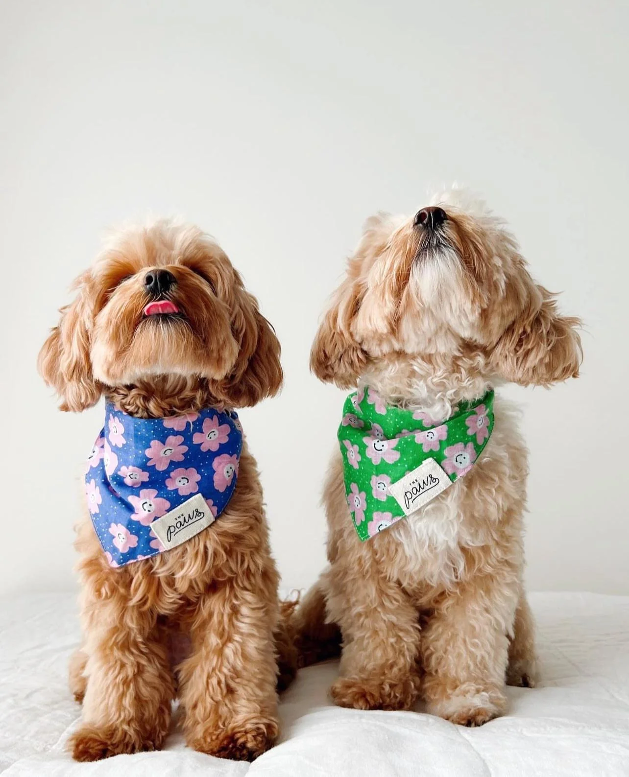 Bandana pour chien - Motifs Fleurs roses et fond vert - Muzon