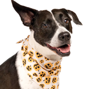 Bandana pour chien - Citrouille