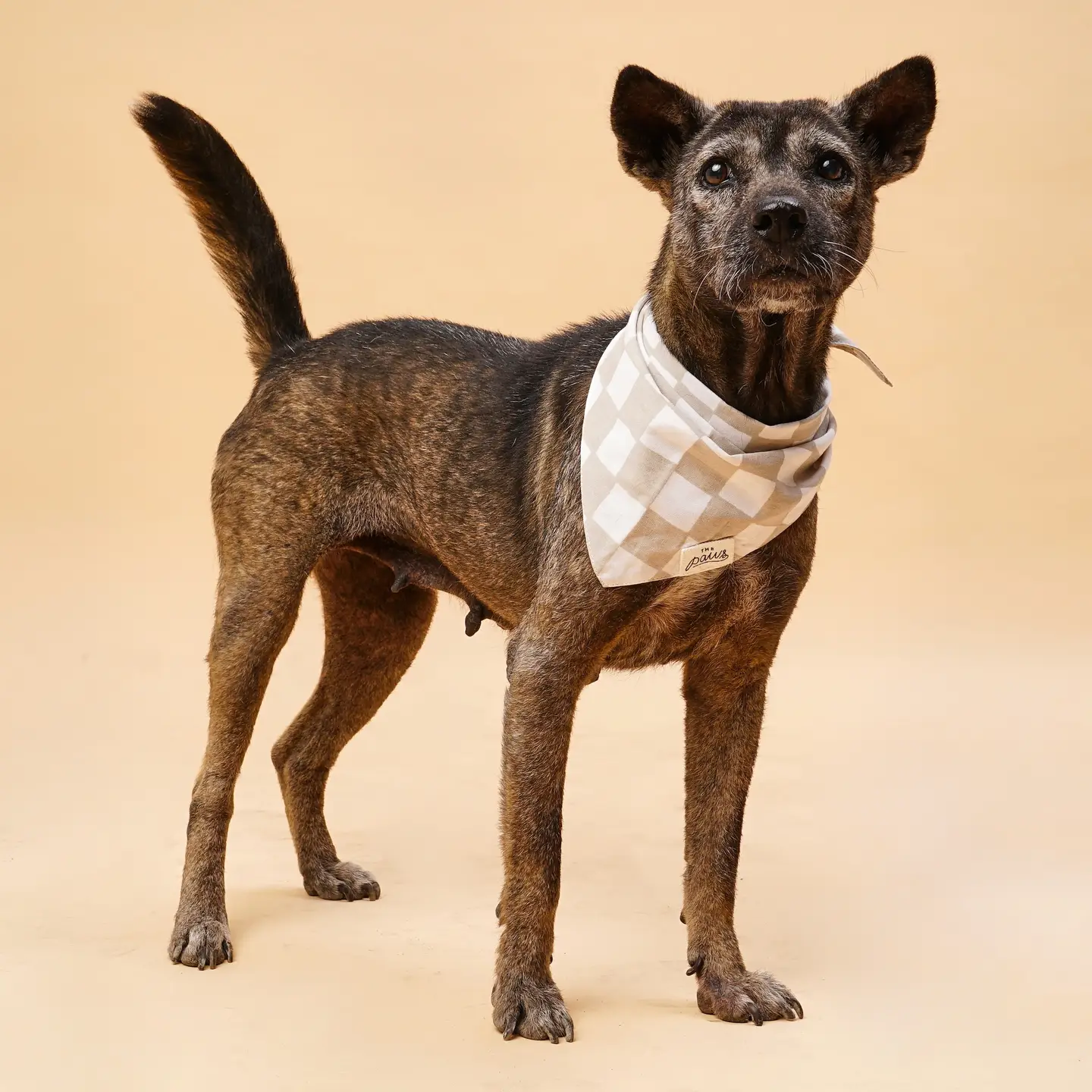 bandana-pour-chiens-damier-beige-3.png