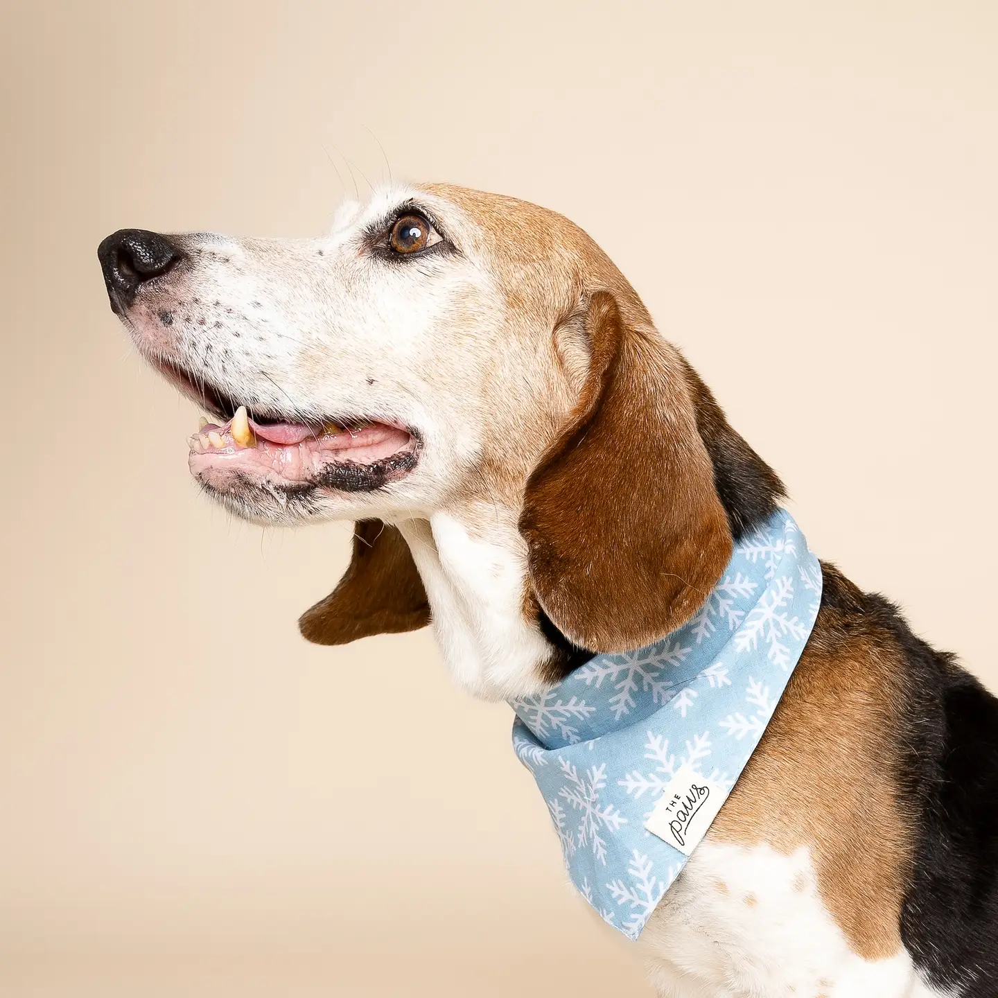 bandana-pour-chiens-flocons-de-neige-3.png