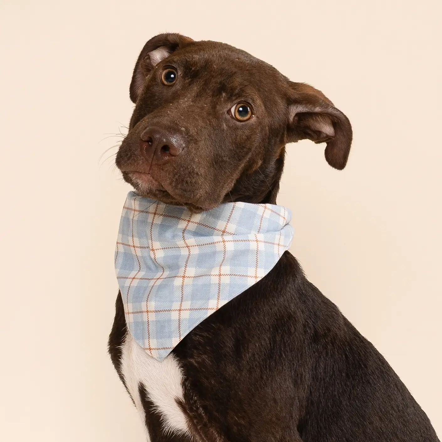 bandana-pour-chiens-harlowe-3.png