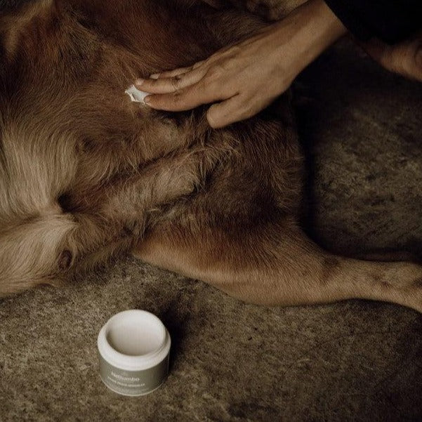 Baume peaux sensibles et cicatrisant pour chiens-Soins-Nellumbo-Muzon