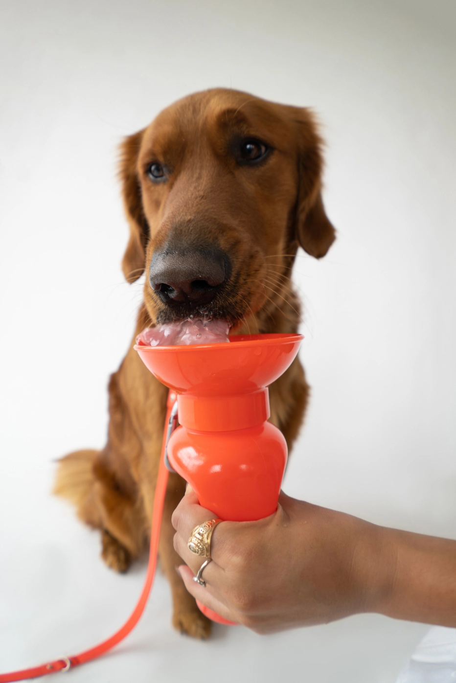 Bouteille de voyage - Coquelicot-Gourdes et gamelles de voyage-Springer-Muzon