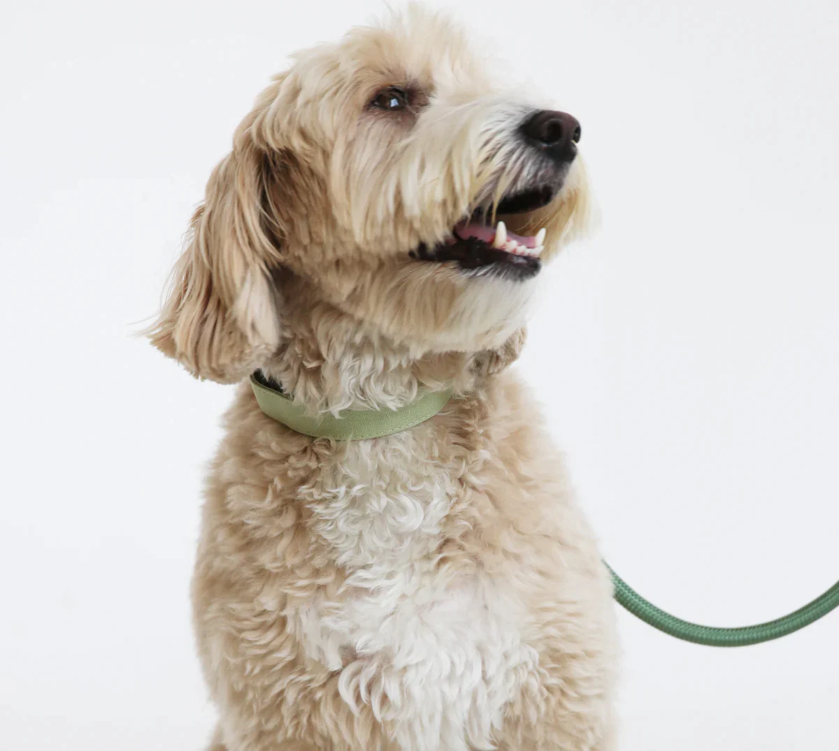 Collier pour chien Vert - Furlou | Muzon