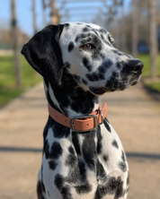 Collier waterproof - Terracotta