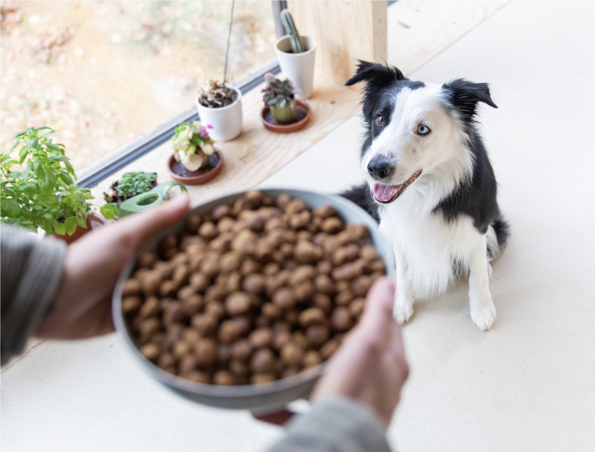 Croquette hypoallergenique chien au Canard Frais - DogChef | Muzon
