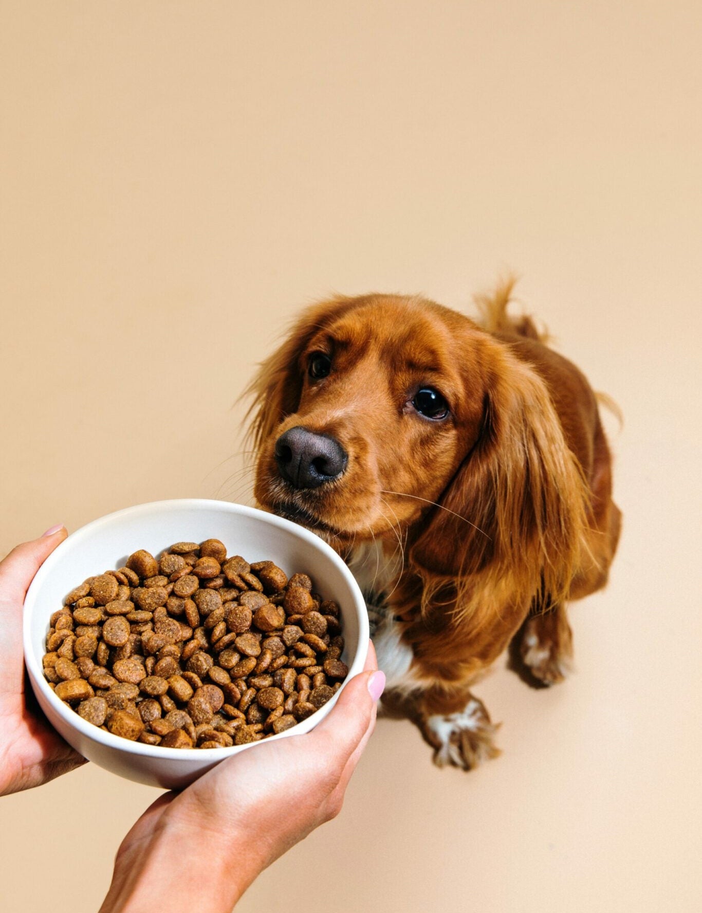 Croquettes pour chien adultes - Poulet frais Dog Chef-Muzon