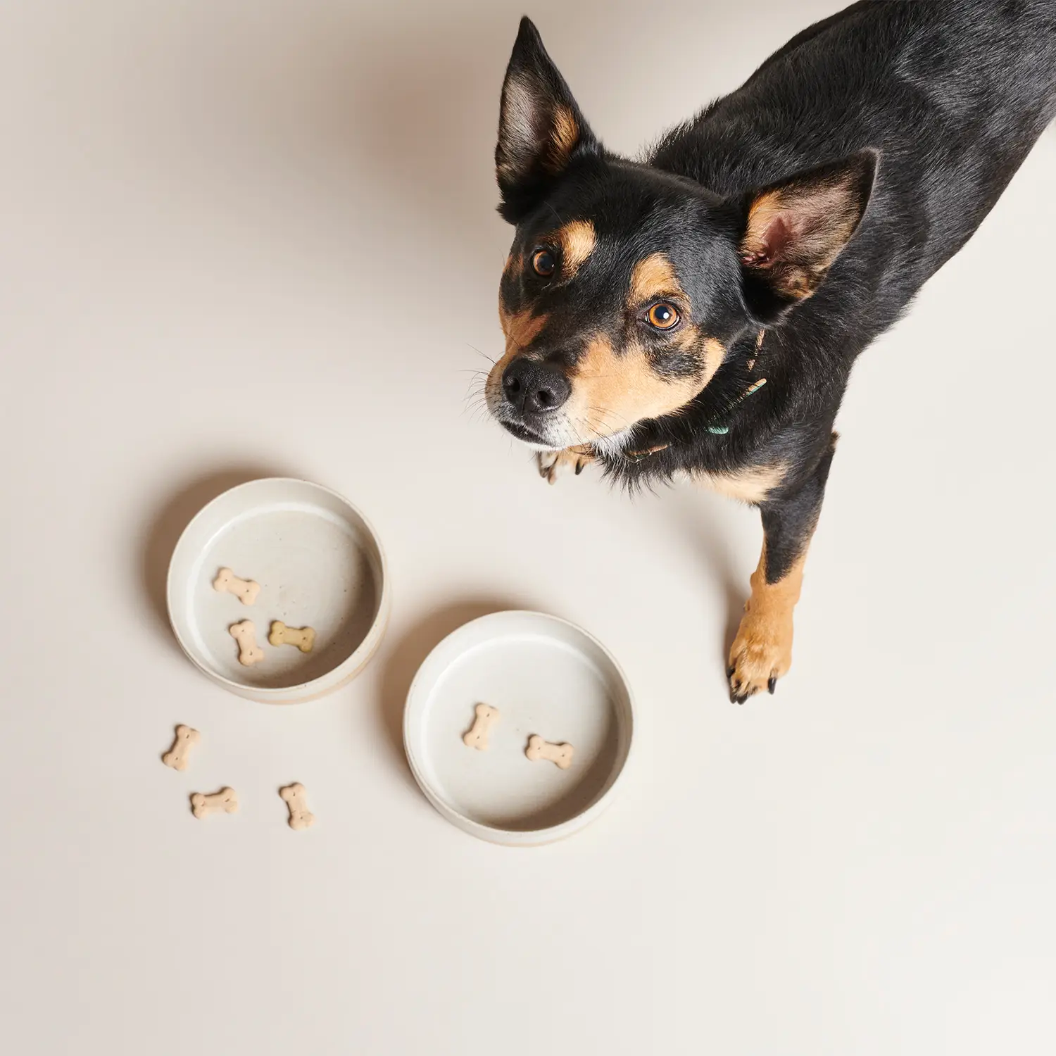 Gamelle pour chien en céramique blanche en 2 tailles