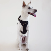 Harnais confortable rembourré en maille aérée pour chien - Noir-Harnais-Awoo-Muzon