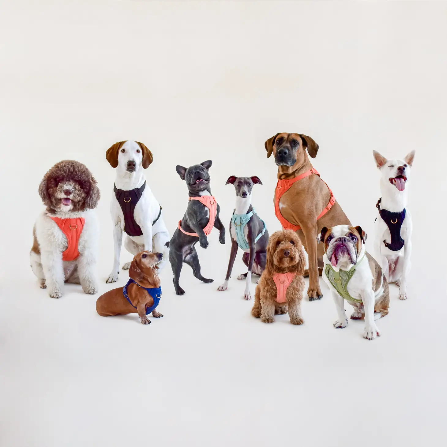 Harnais confortable rembourré en maille aérée pour chien - Noir-Harnais-Awoo-Muzon