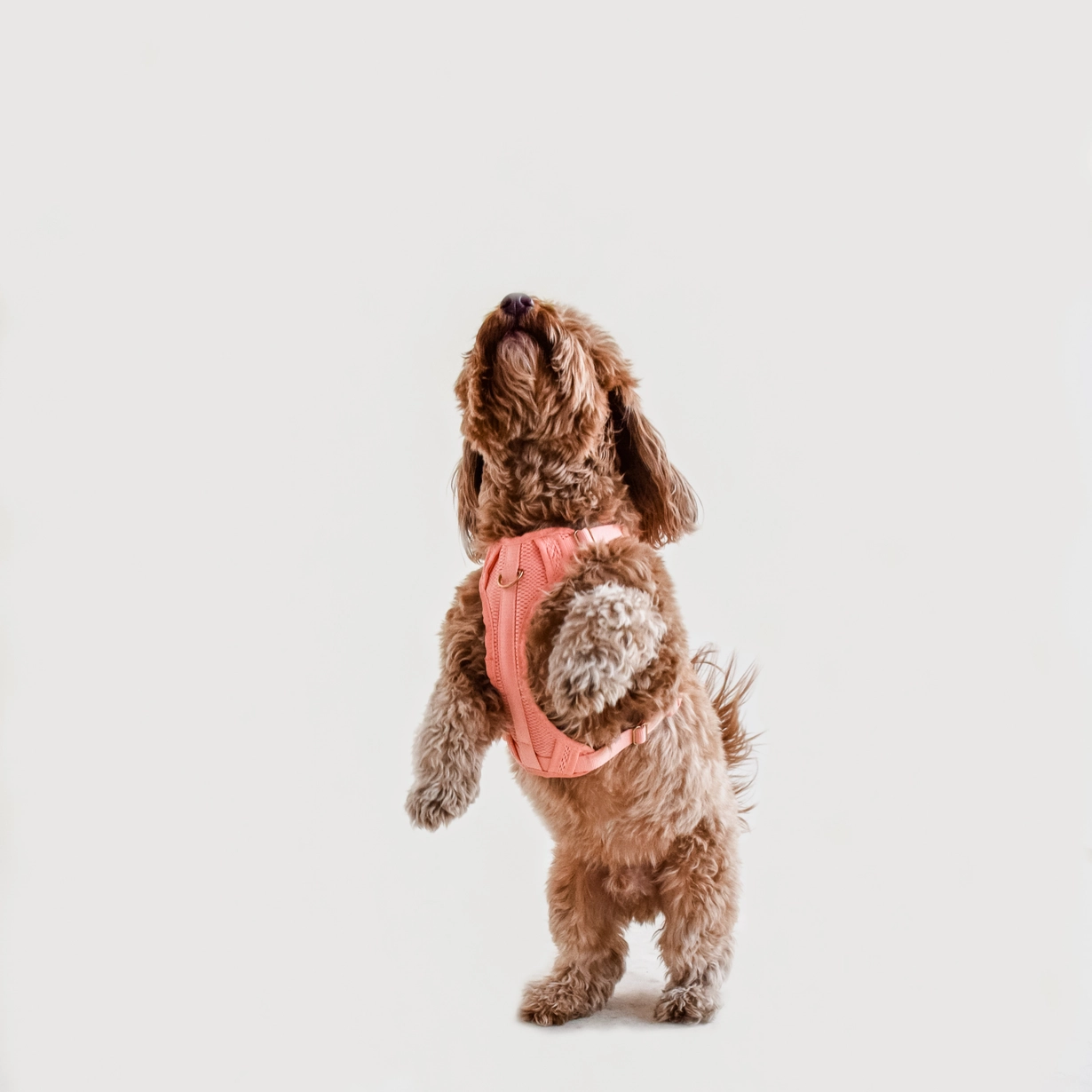 Harnais confortable rembourré en maille aérée pour chien - Pêche-Harnais-Awoo-Muzon