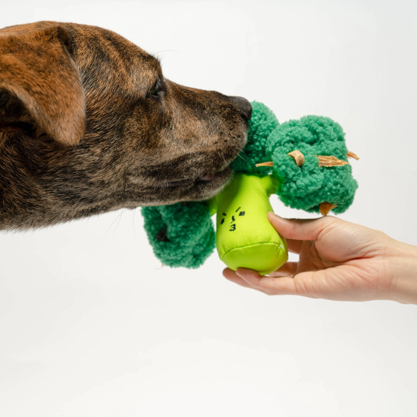 Jouet pour chien - Brocoli interactif pour éveiller les sens | Marque Muzon