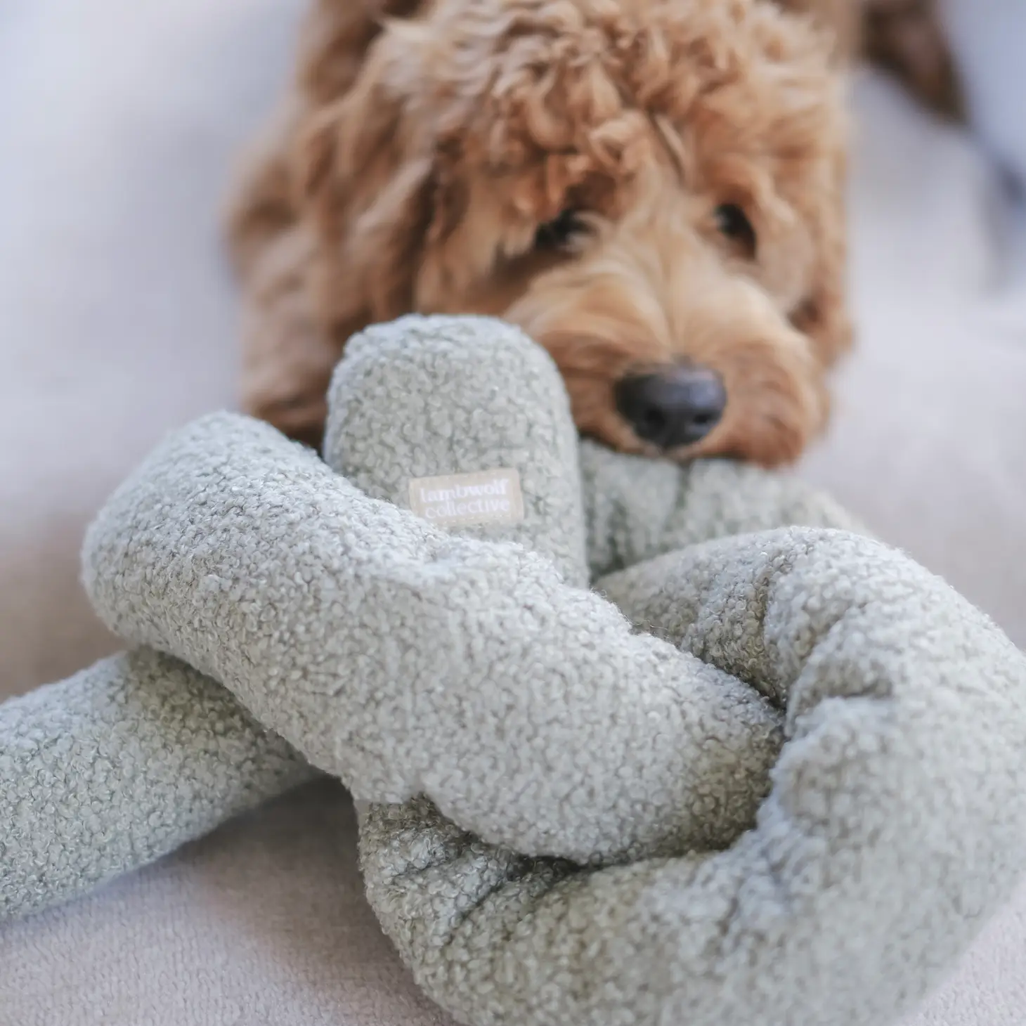 Jouet pour chien - Noeud vert à fouiller | Muzon