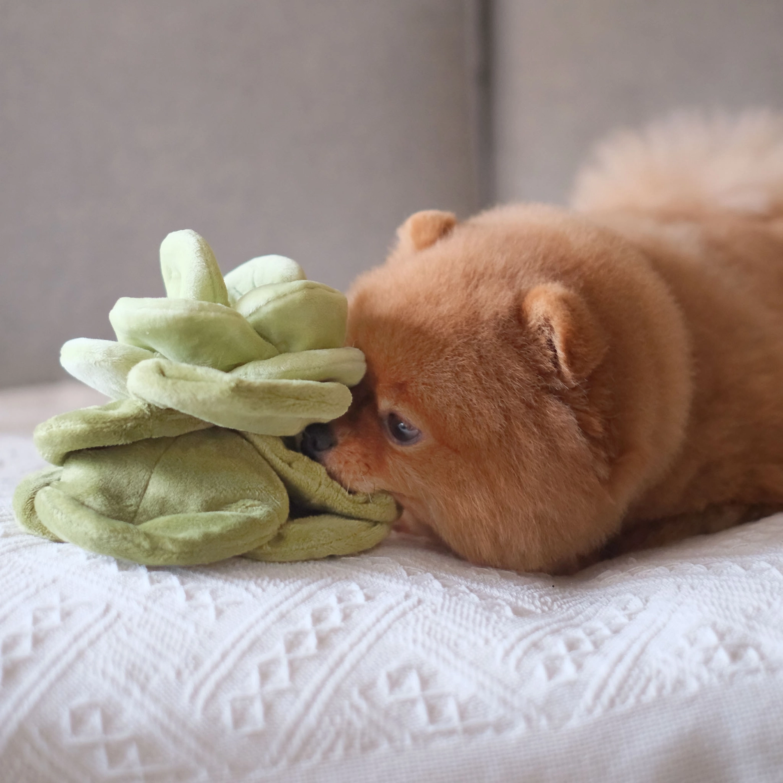 jouet-de-fouille-pups-and-bubs-chou-3.png
