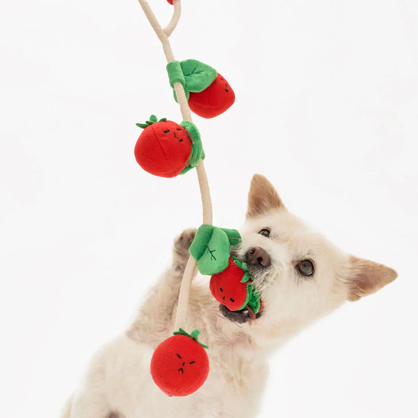 Jouet pour chien - Tomates cerises interactives pour stimuler l'exploration | Marque Muzon