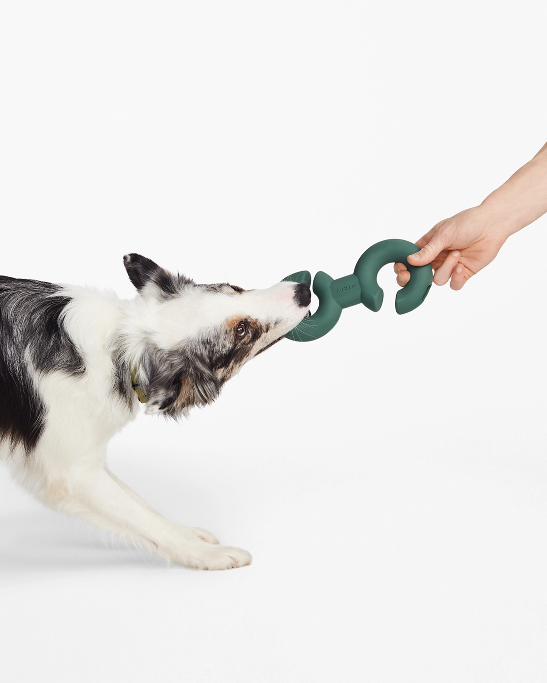 Jeu d'intelligence pour chien