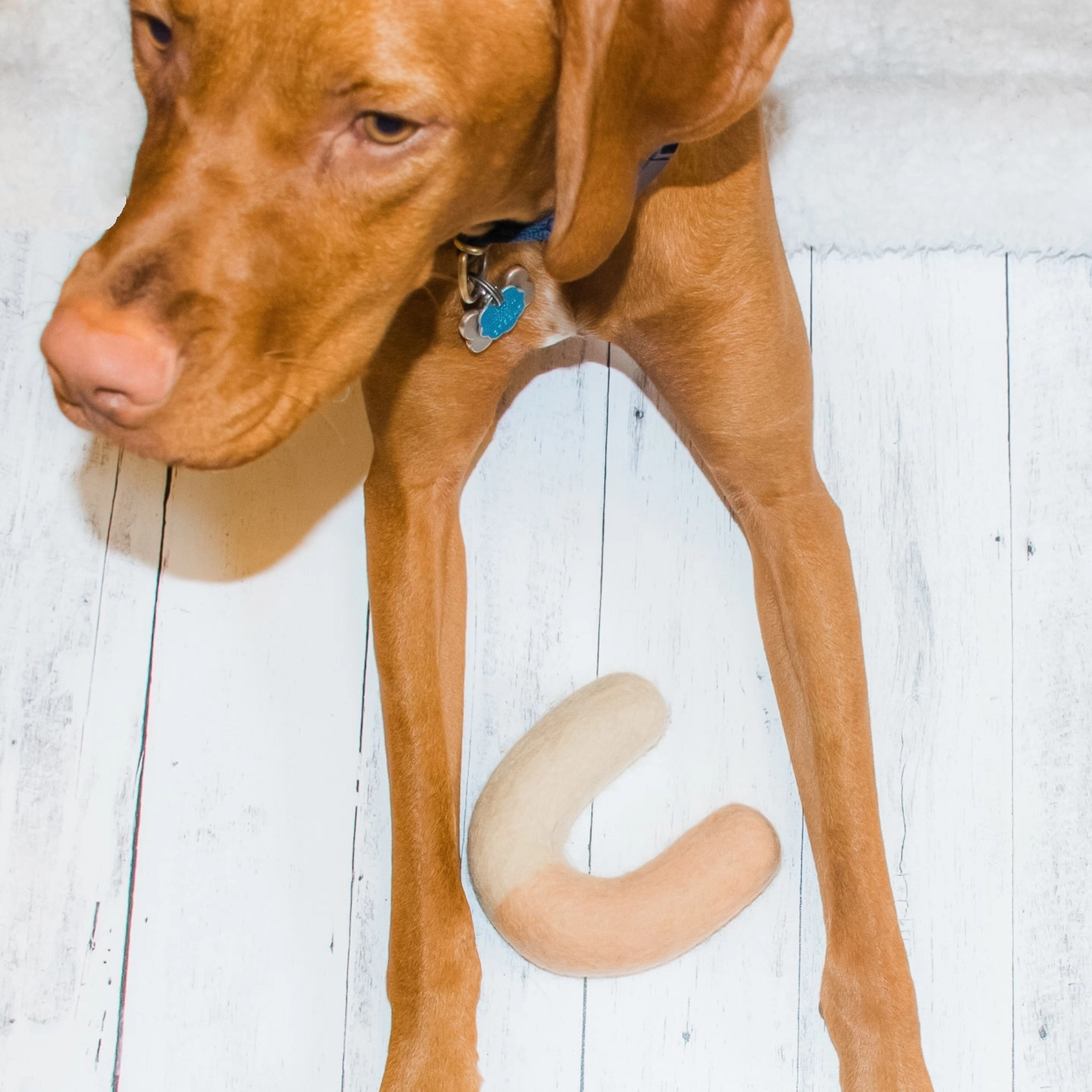 Jeu à macher pour chien en laine - Beige | Muzon