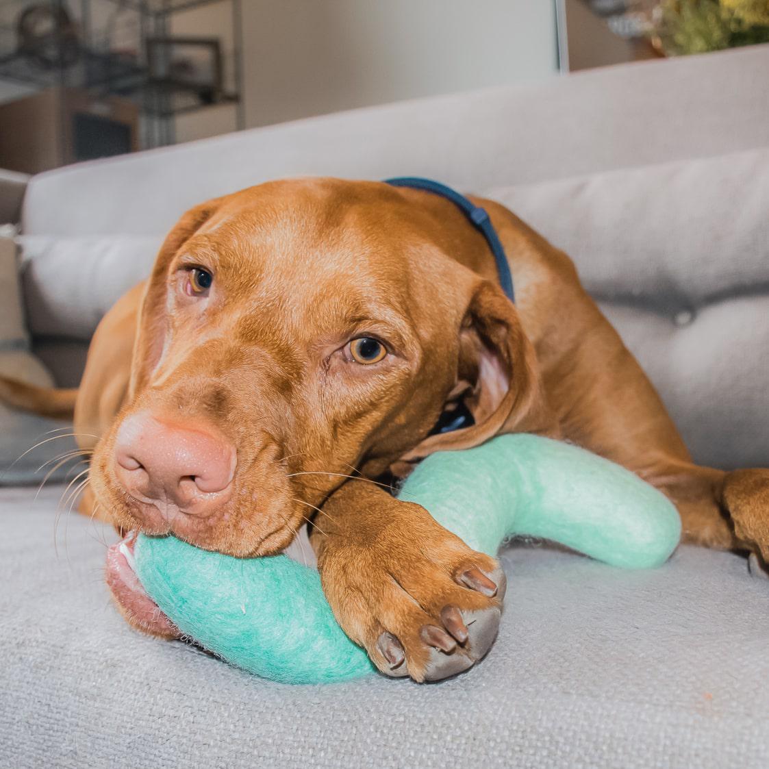 Jouet en fibres digestes pour chien - Bleu | Muzon