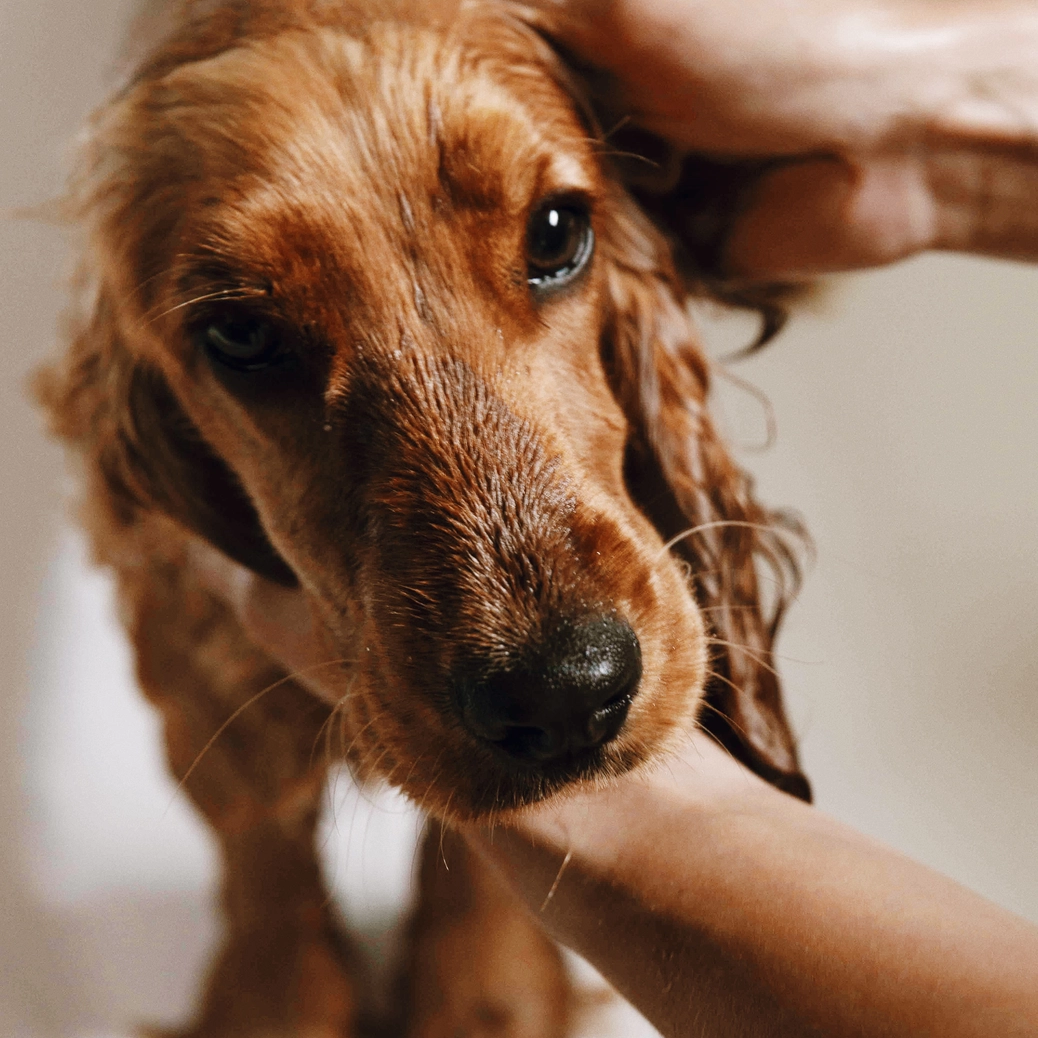 Shampoing doux bio-Soins-Toutou-Muzon