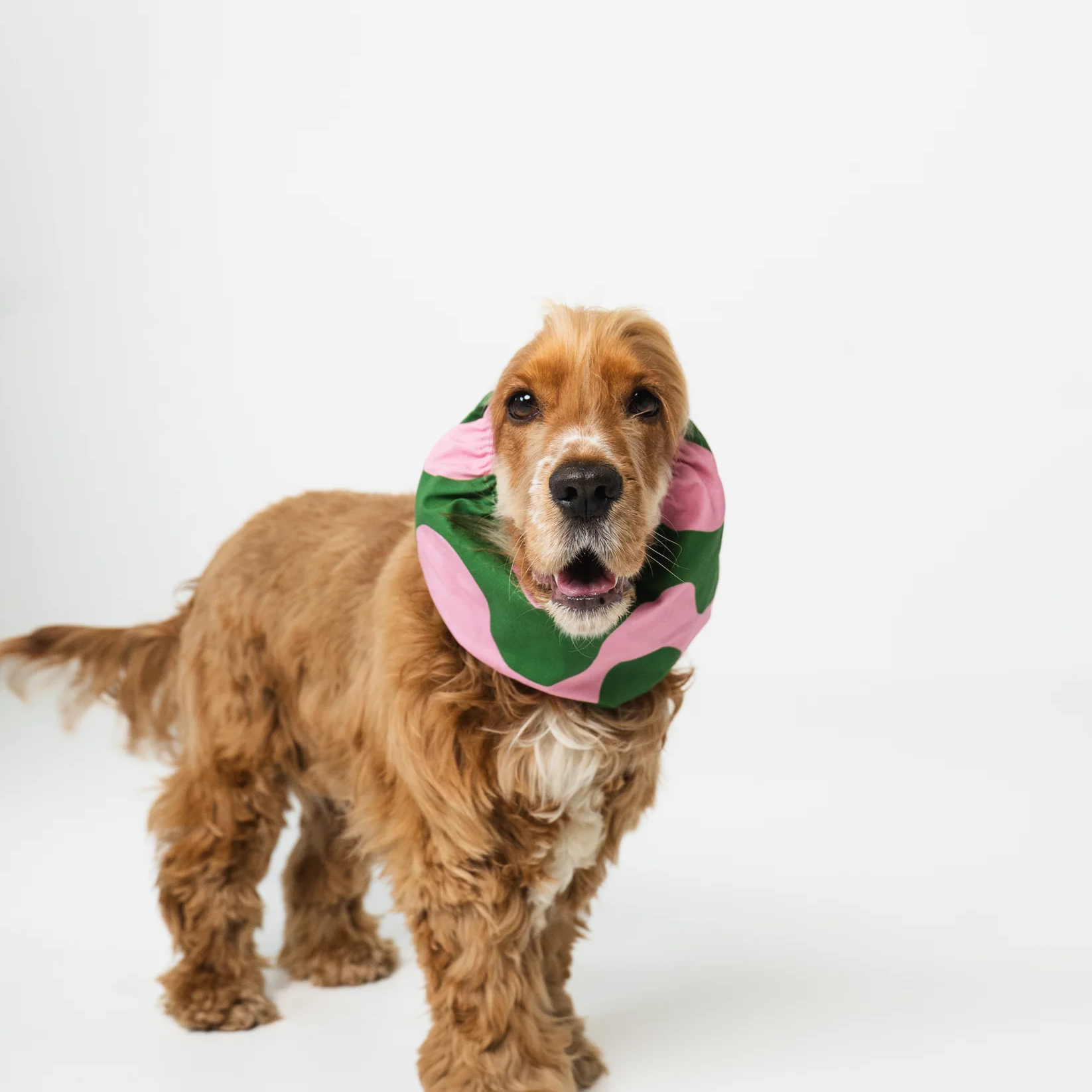 snood-pour-chiens-vagues-rose-et-vert-2.png