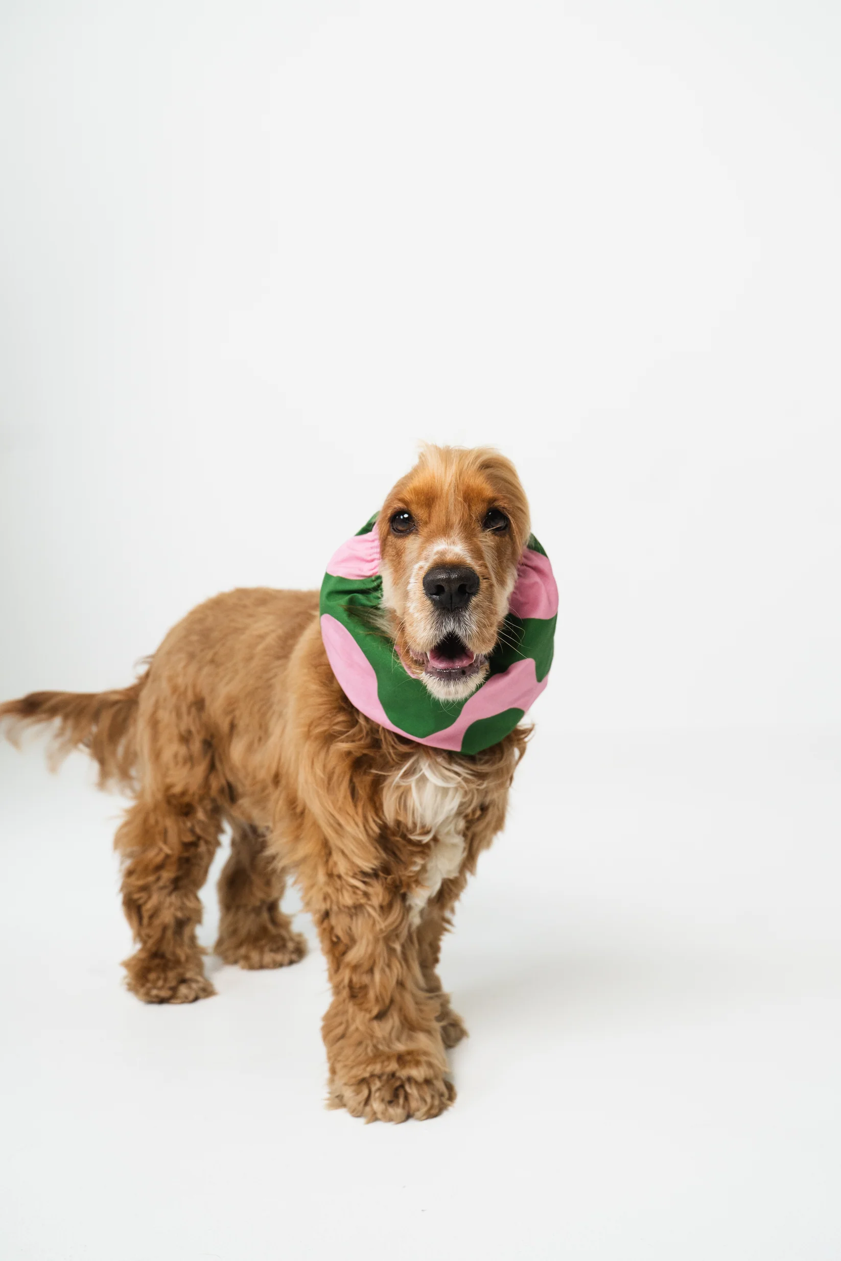 snood-pour-chiens-vagues-rose-et-vert-2.png