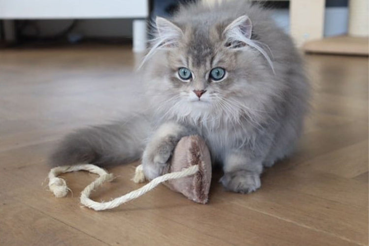 souris-a-la-valerianeEvident4.jpg