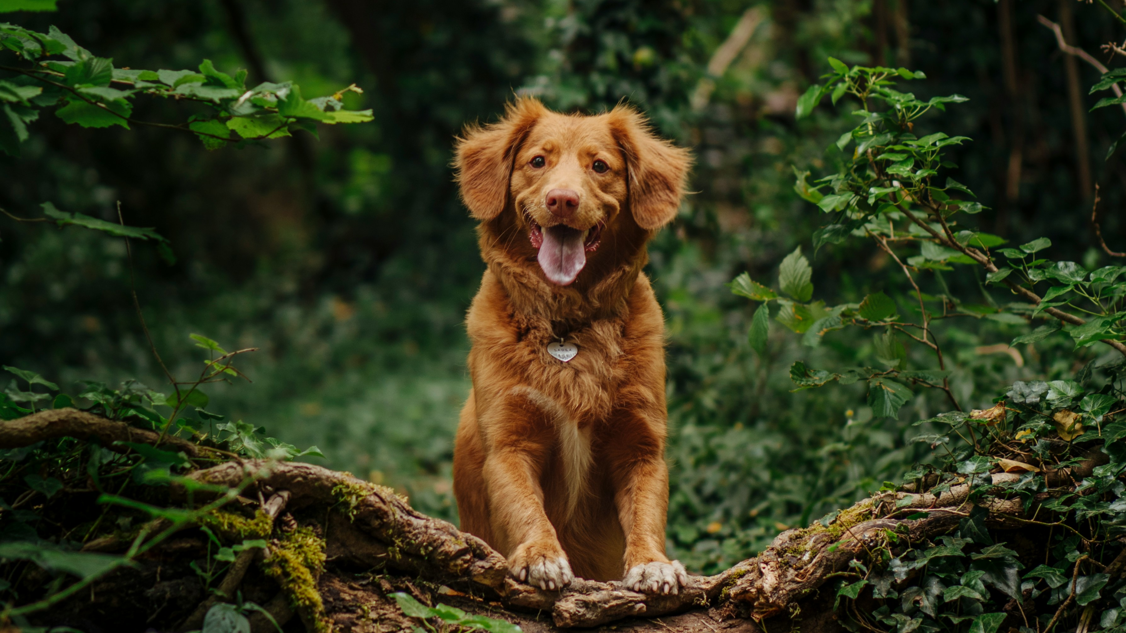 Les dangers que ton chien peut rencontrer en balade