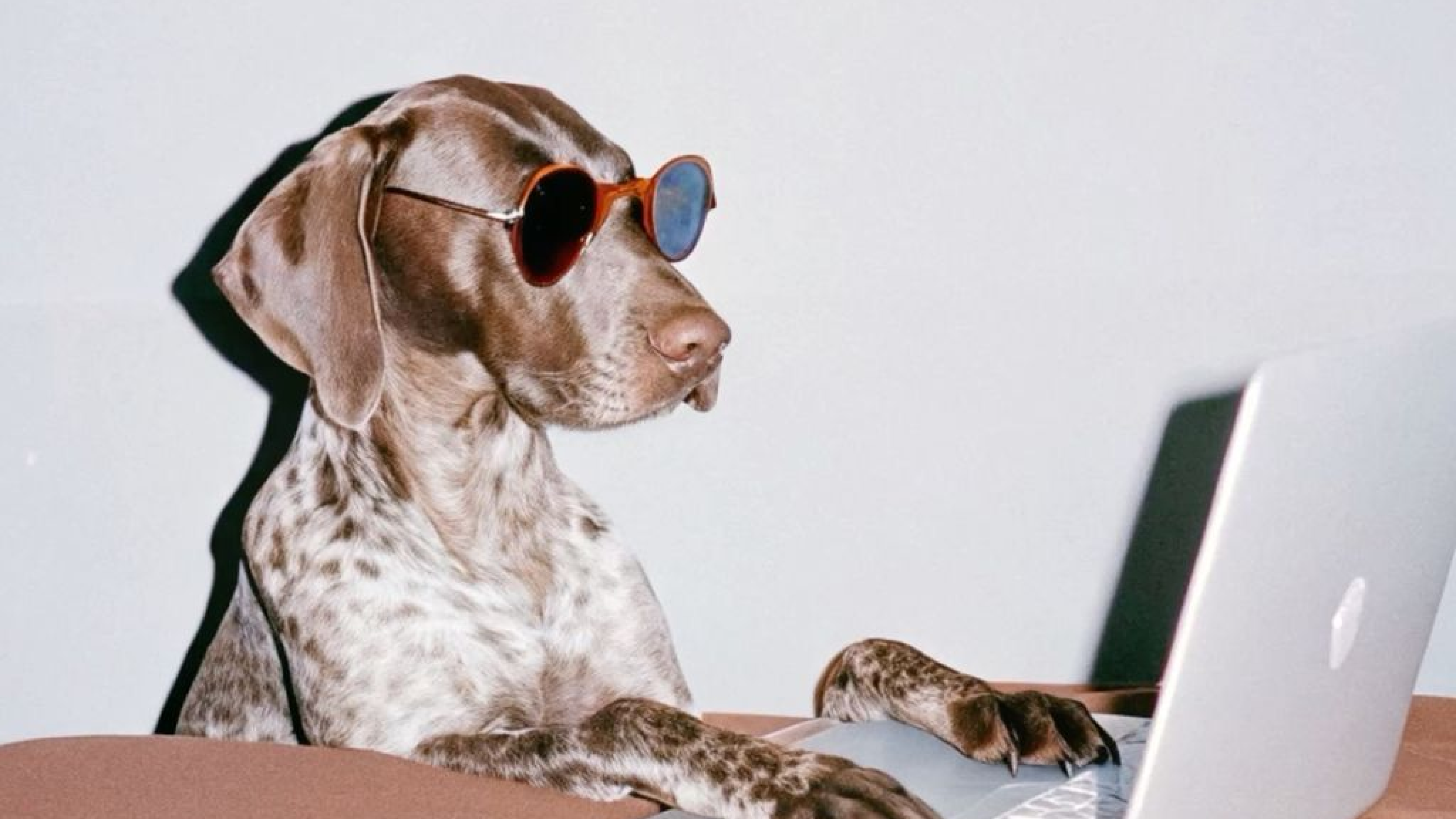 La rentrée pour le chien, comment la gérer ?