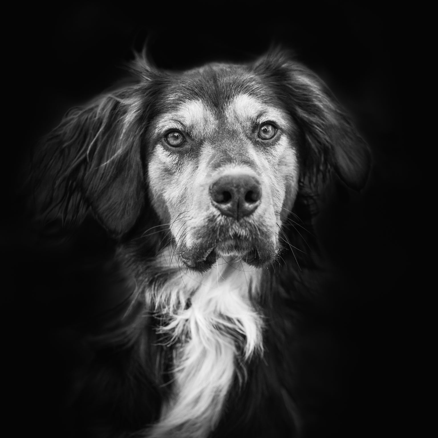 Isabelle photographie animalière