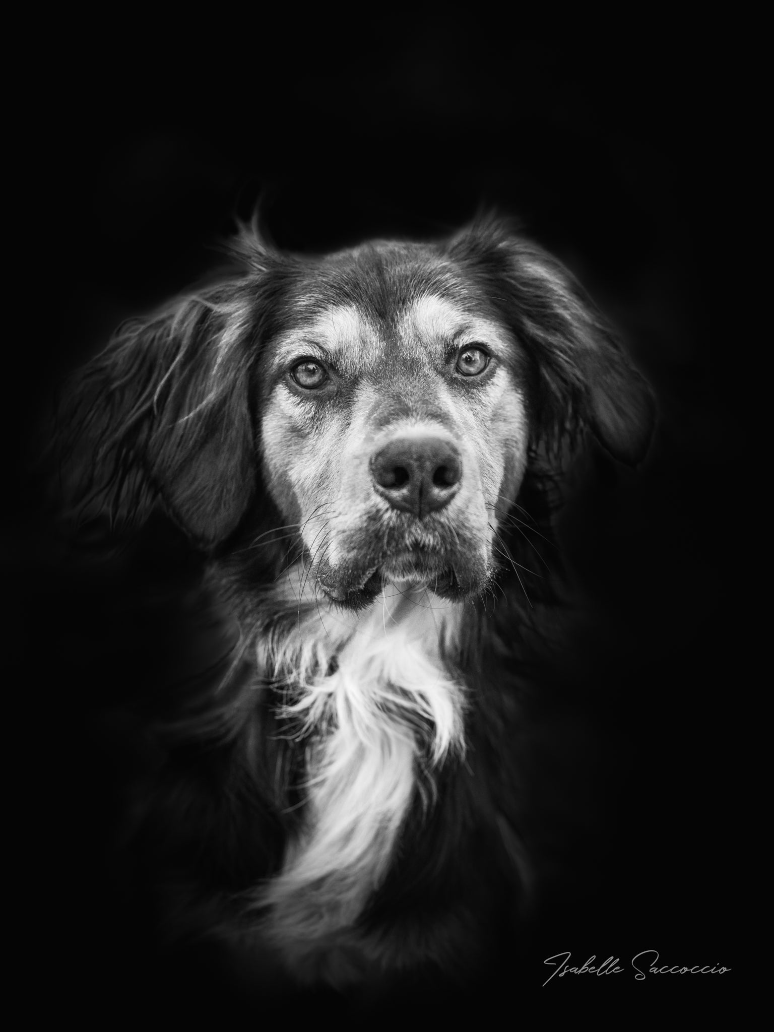 Isabelle photographie animalière