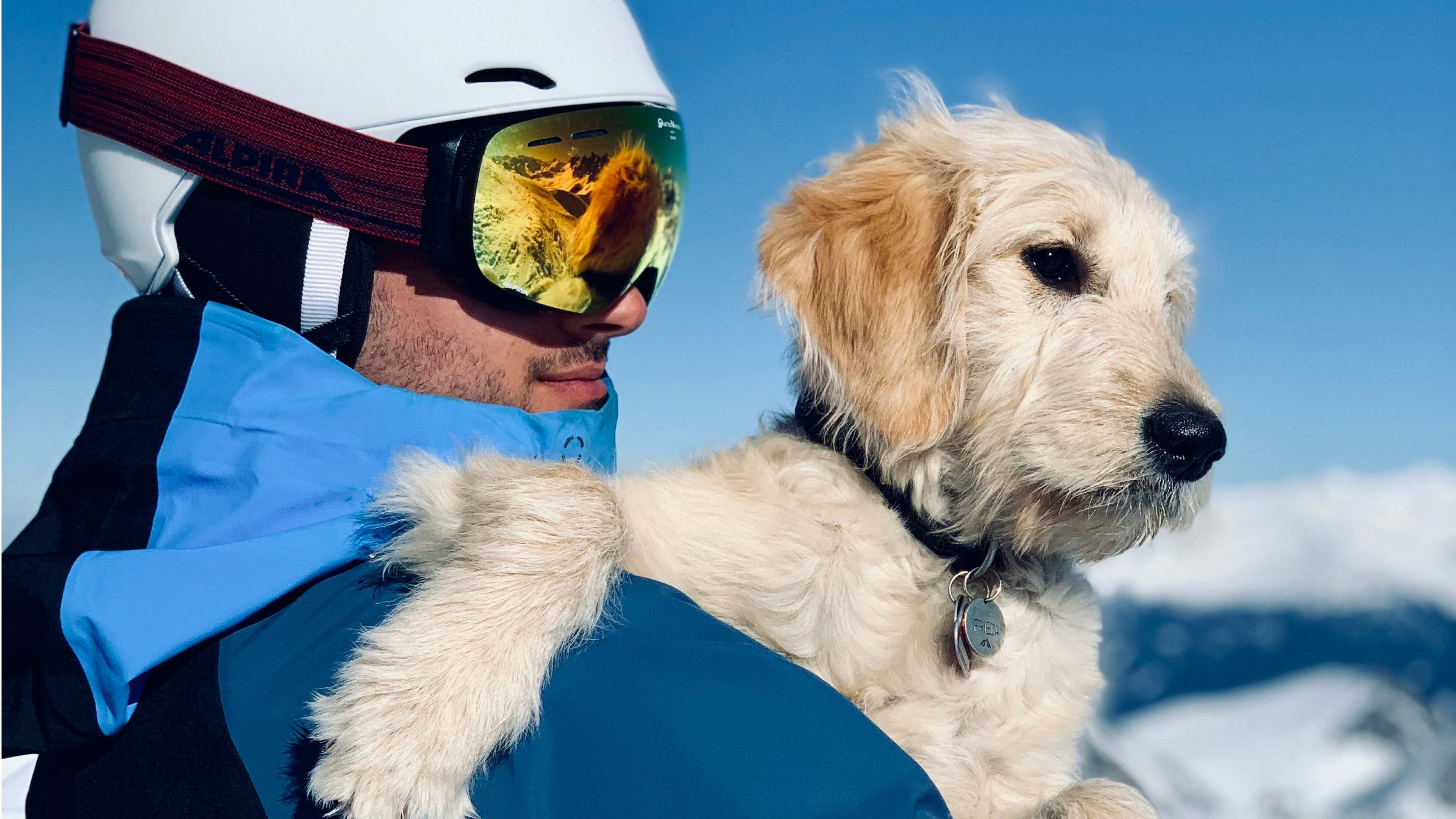 La check-list des indispensables pour voyager avec son chien en hiver ❄️