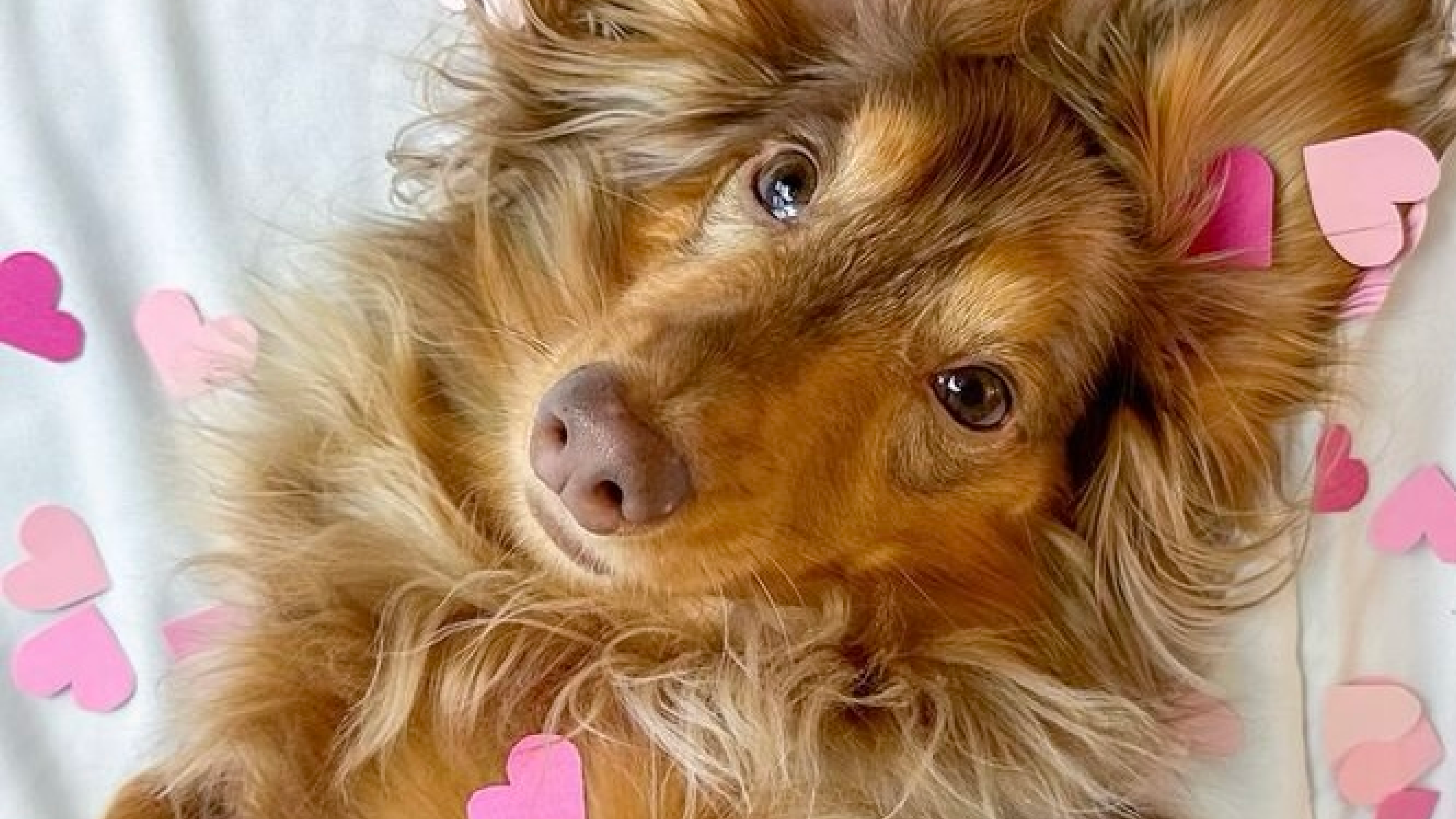 Comment montrer à son chien qu'on l'aime ?