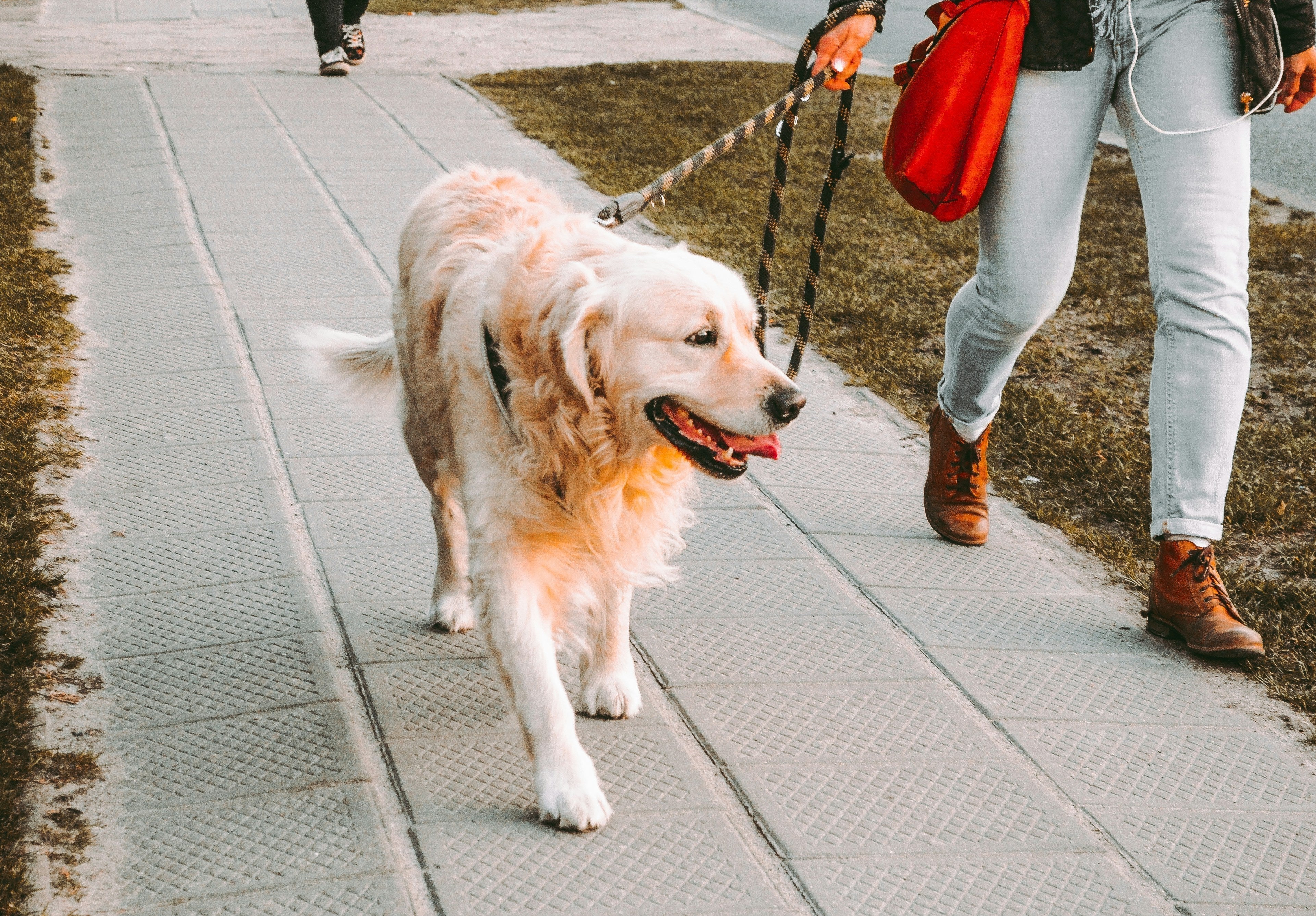 Must-Visit Dog Walking Spots in Bordeaux : The Ultimate Guide for Dog Lovers
