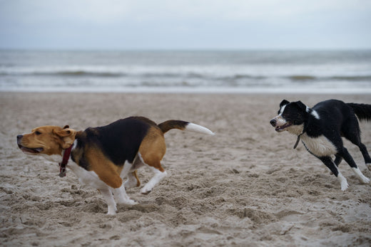 Comment sociabiliser son chien ?-Muzon