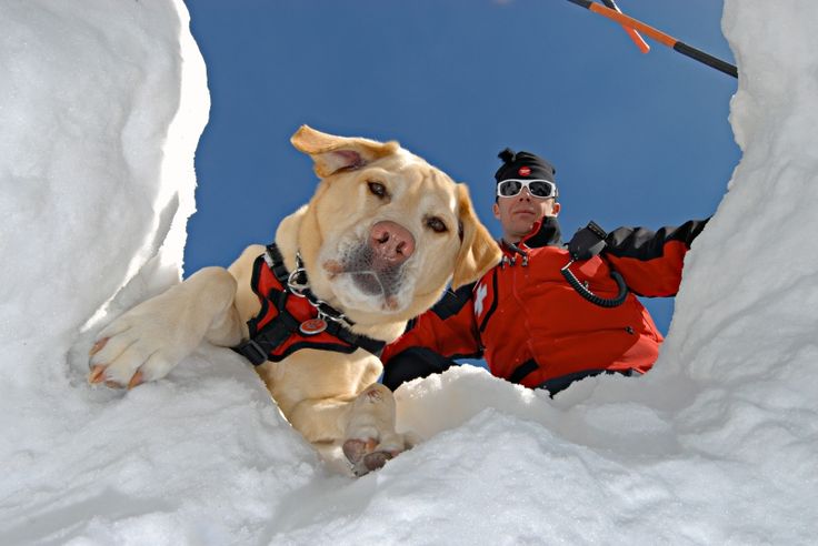 La check-list des indispensables pour voyager avec son chien en hiver ❄️