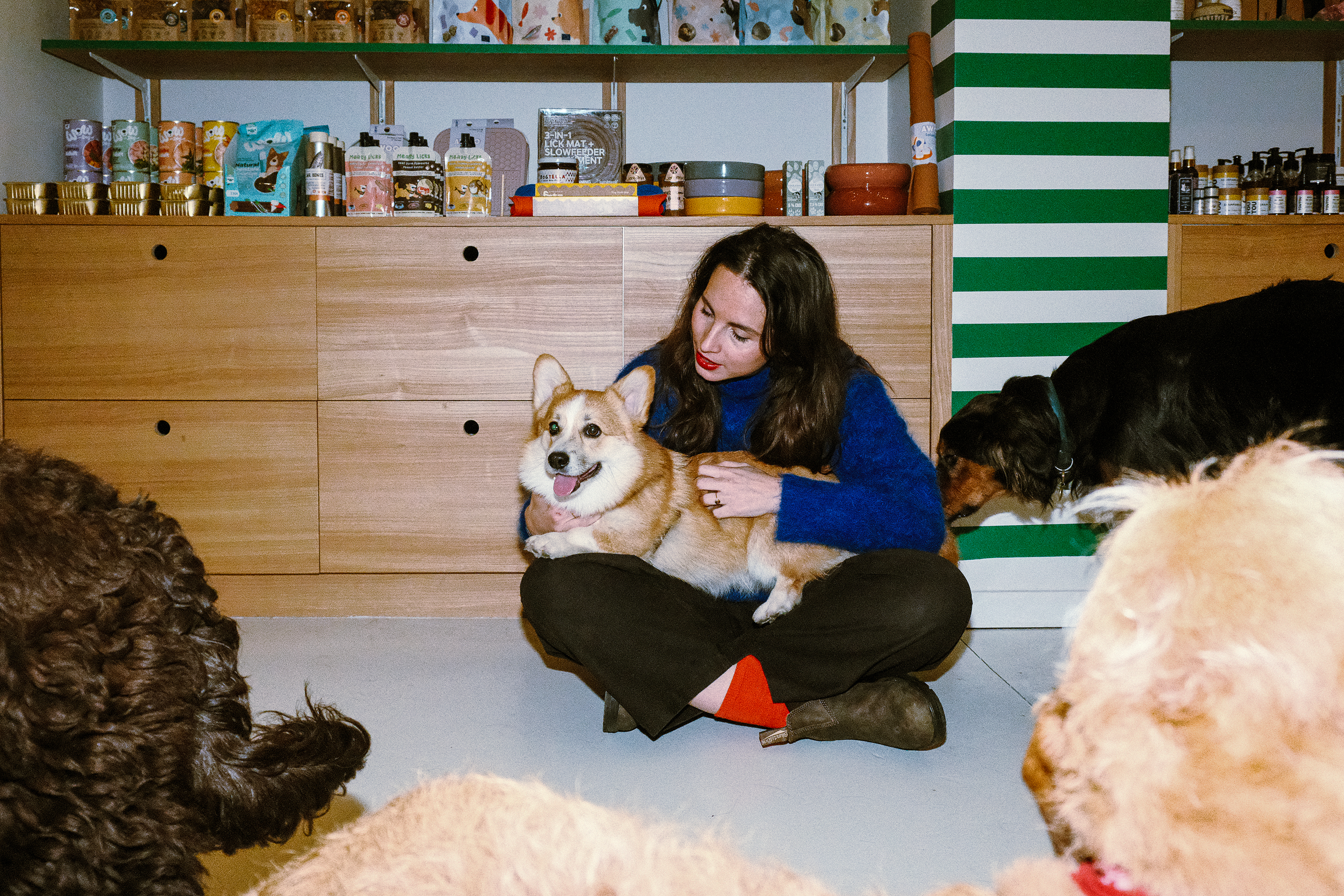 Les indispensables chien pour la maison