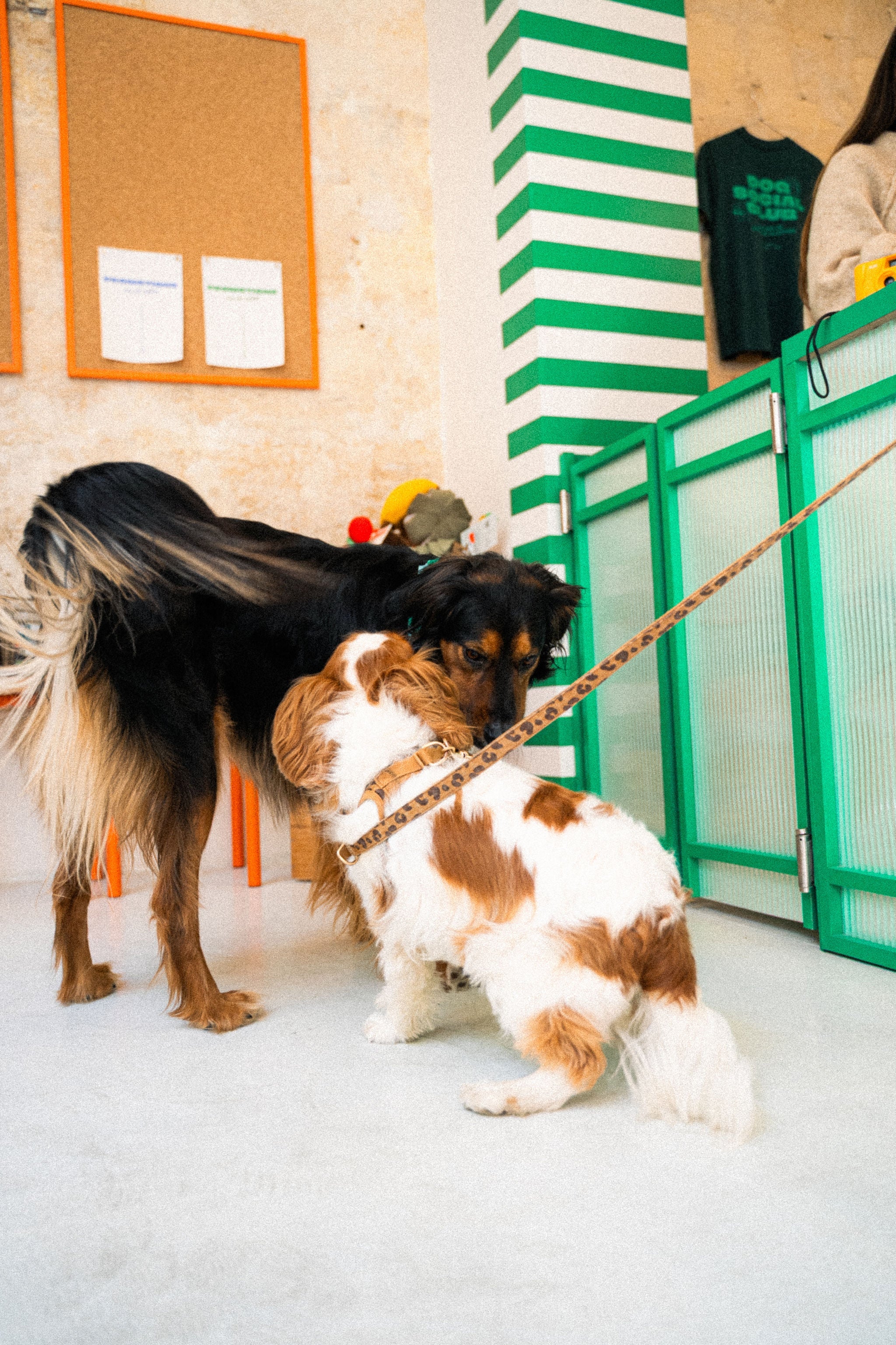 Jeux pour chiens
