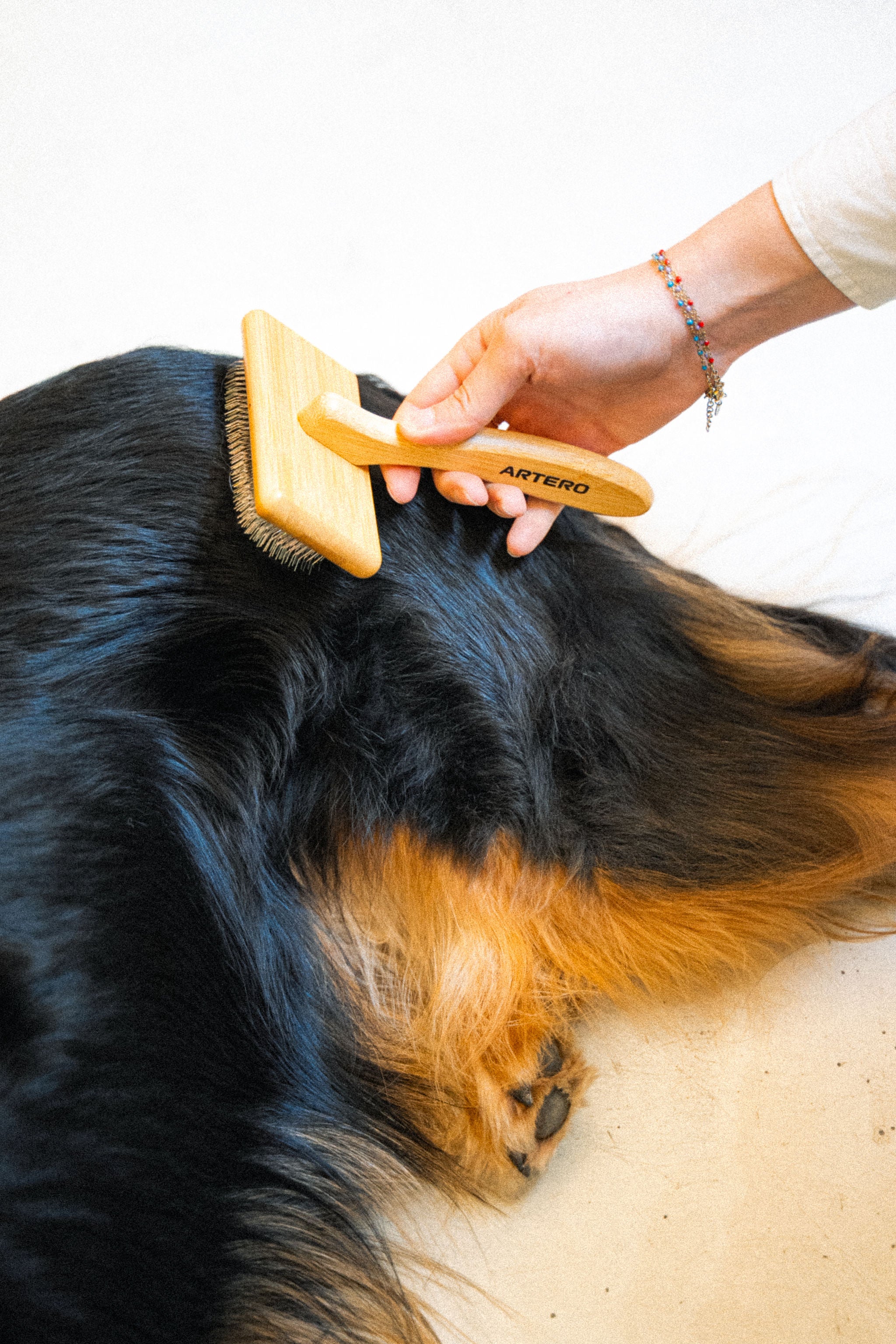Brosses pour chien