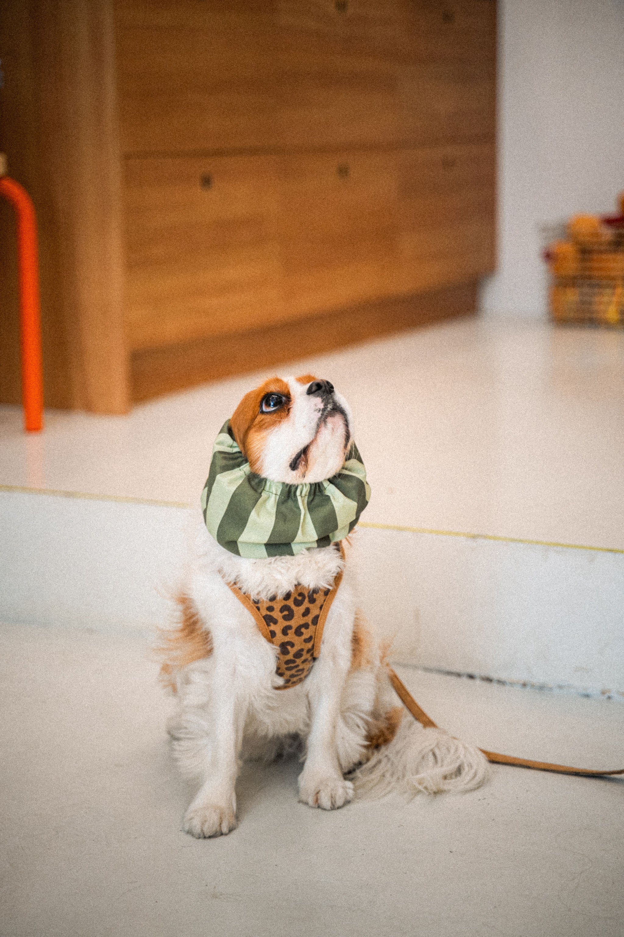 Snoods pour chien