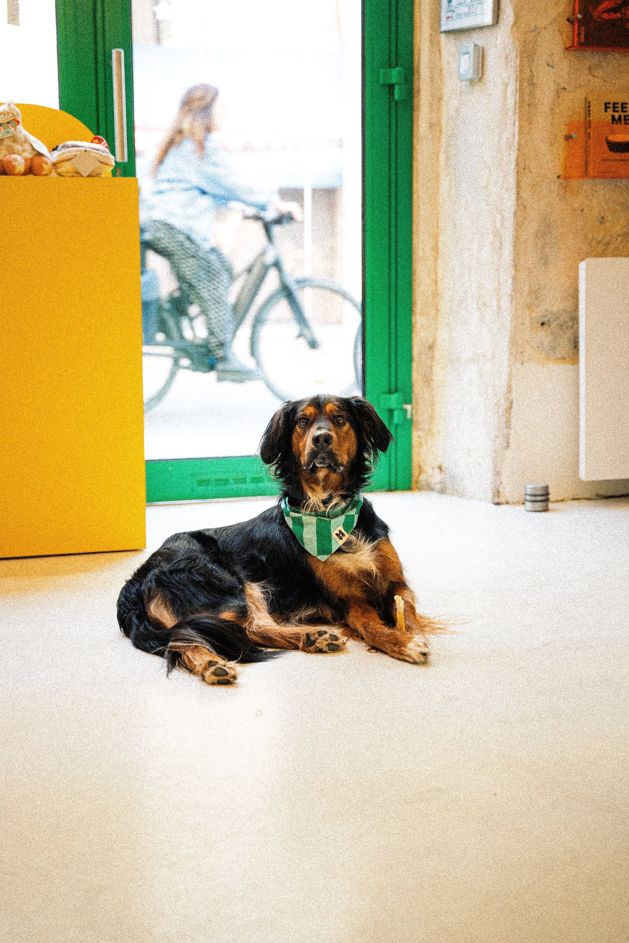 Jeux d'extérieur pour chien