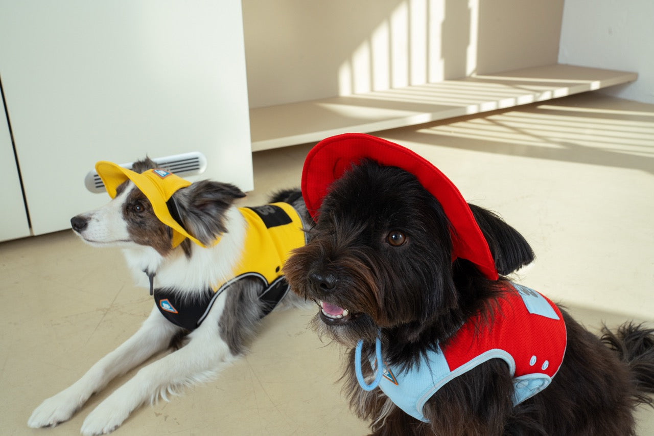 Vêtements pour chien