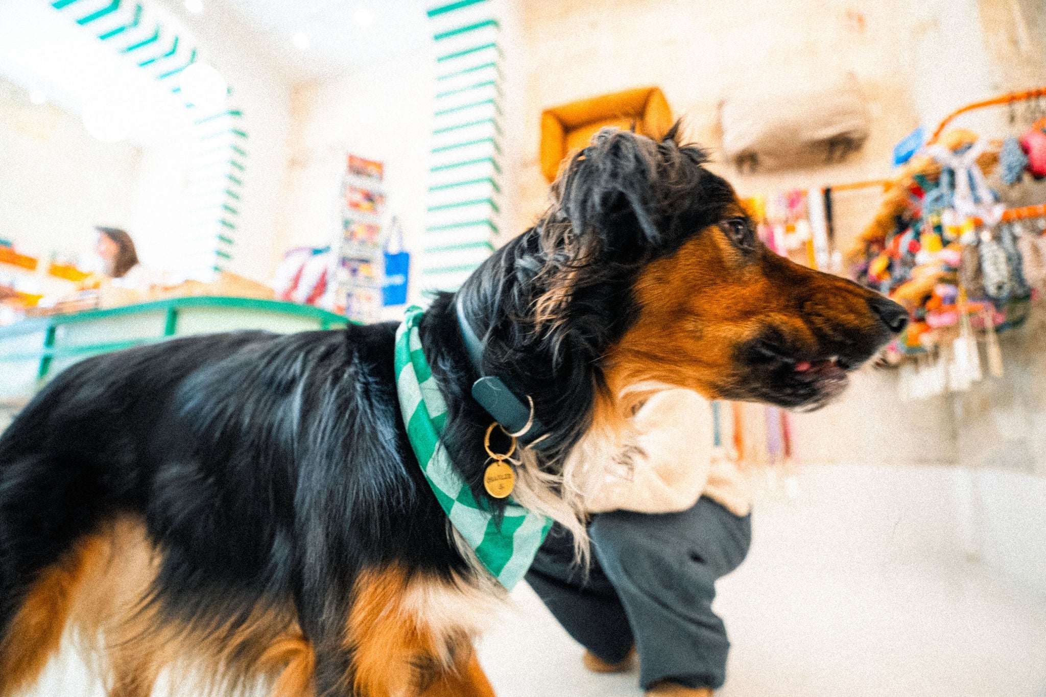 Médailles et charms pour chien